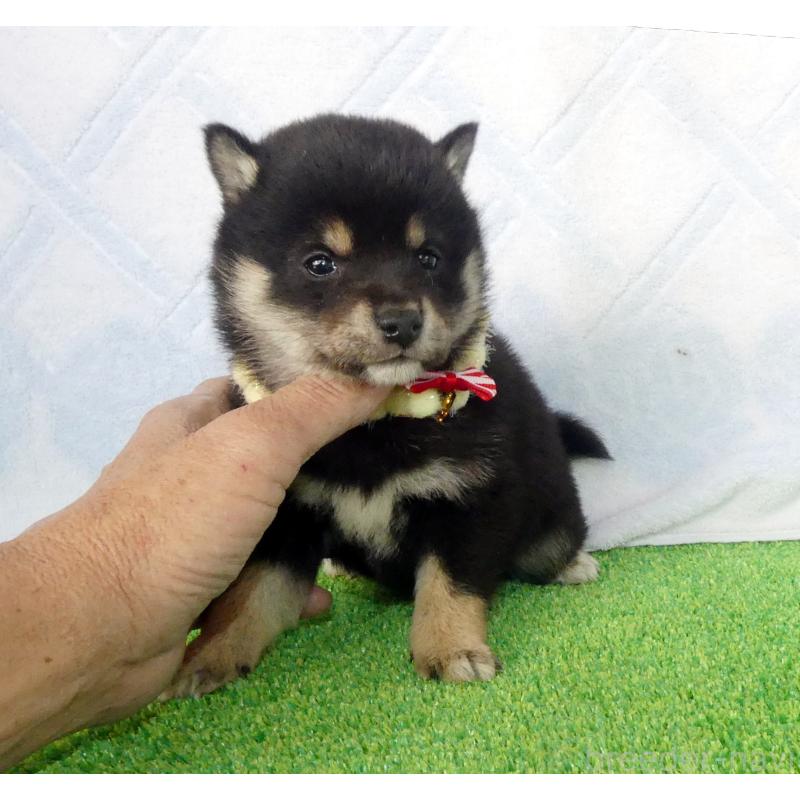 成約済の静岡県の豆柴-443760の2枚目