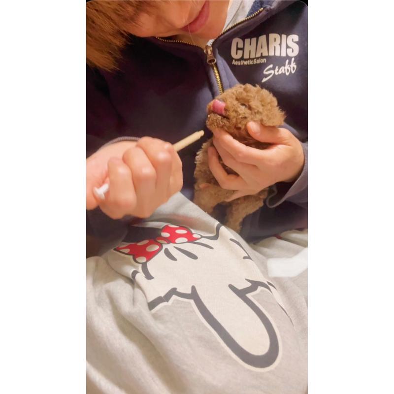 販売中の千葉県のティーカッププードル-441829の3枚目