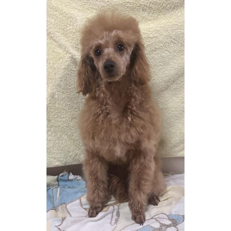 成約済の神奈川県のトイプードル-390479の2枚目