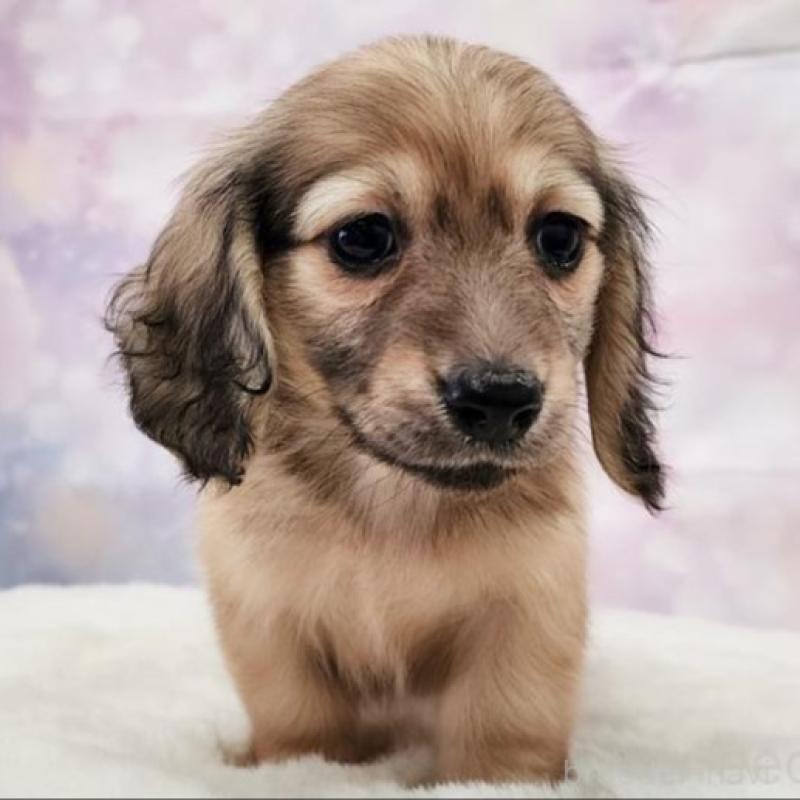 成約済の大阪府のミニチュアダックスフンド(ロングヘアード)-442483の5枚目