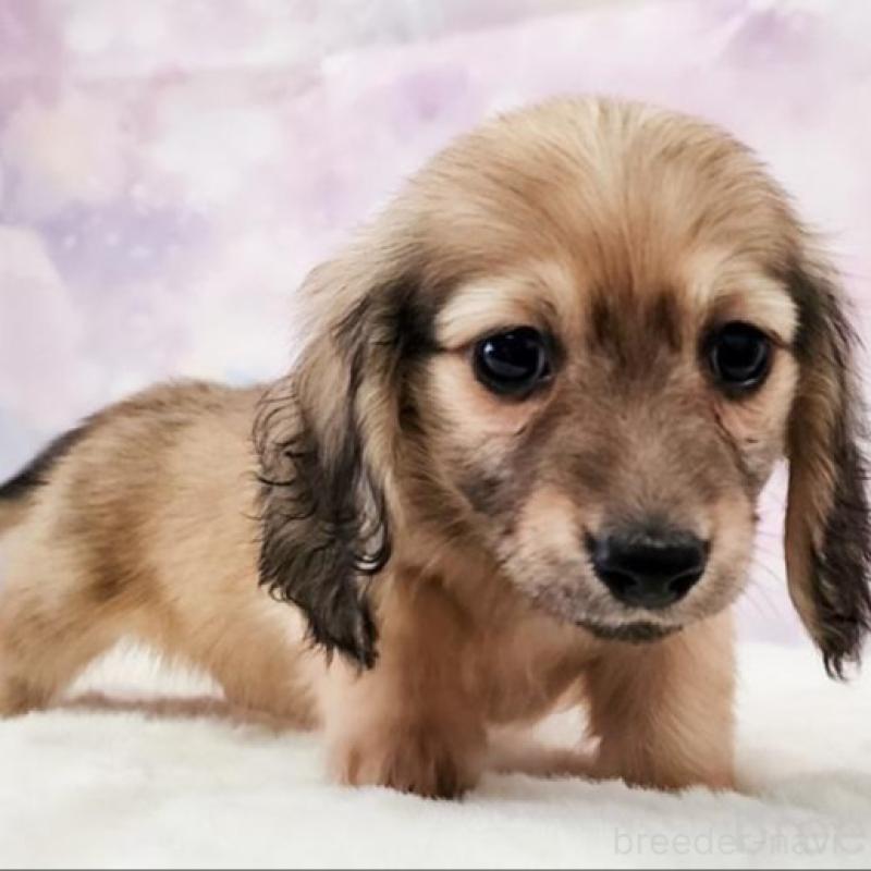 成約済の大阪府のミニチュアダックスフンド(ロングヘアード)-442483の4枚目