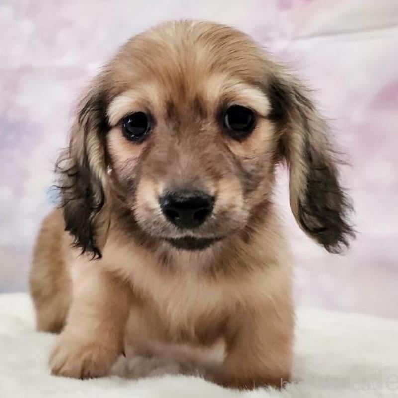 成約済の大阪府のミニチュアダックスフンド(ロングヘアード)-442483の3枚目