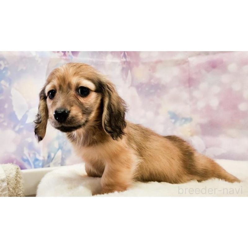 成約済の大阪府のミニチュアダックスフンド(ロングヘアード)-442483の2枚目