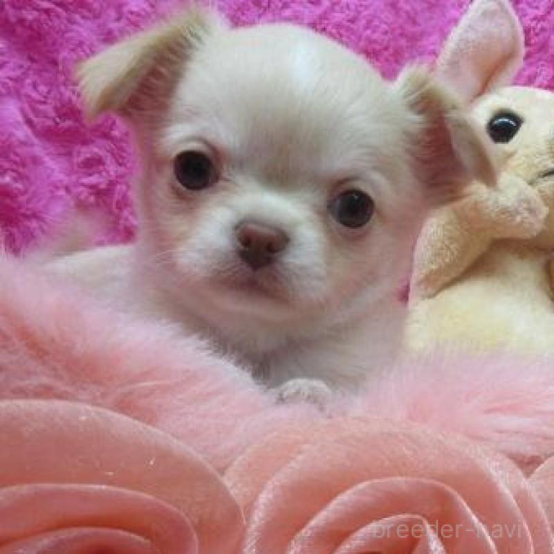 成約済の京都府のチワワ(ロングコート)-443884の2枚目