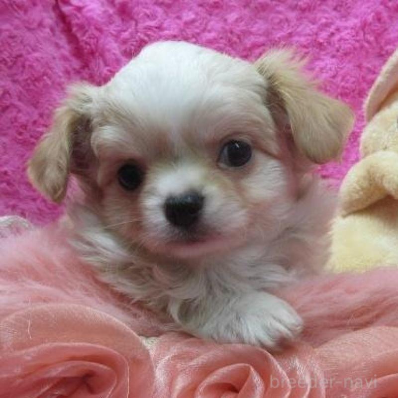 販売中の京都府のチワワ(ロングコート)-443870の6枚目