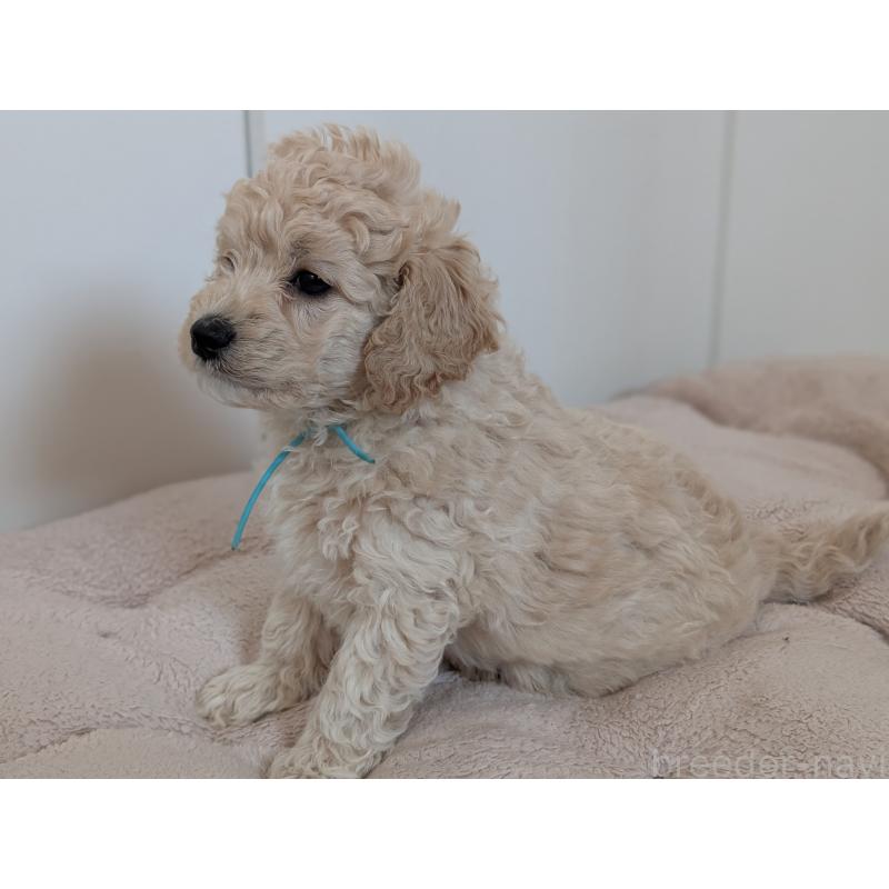 販売中の千葉県のミディアムプードル-442812の11枚目
