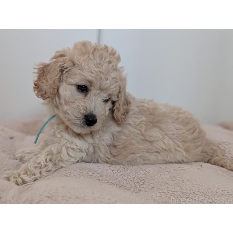 販売中の千葉県のミディアムプードル-442812の10枚目