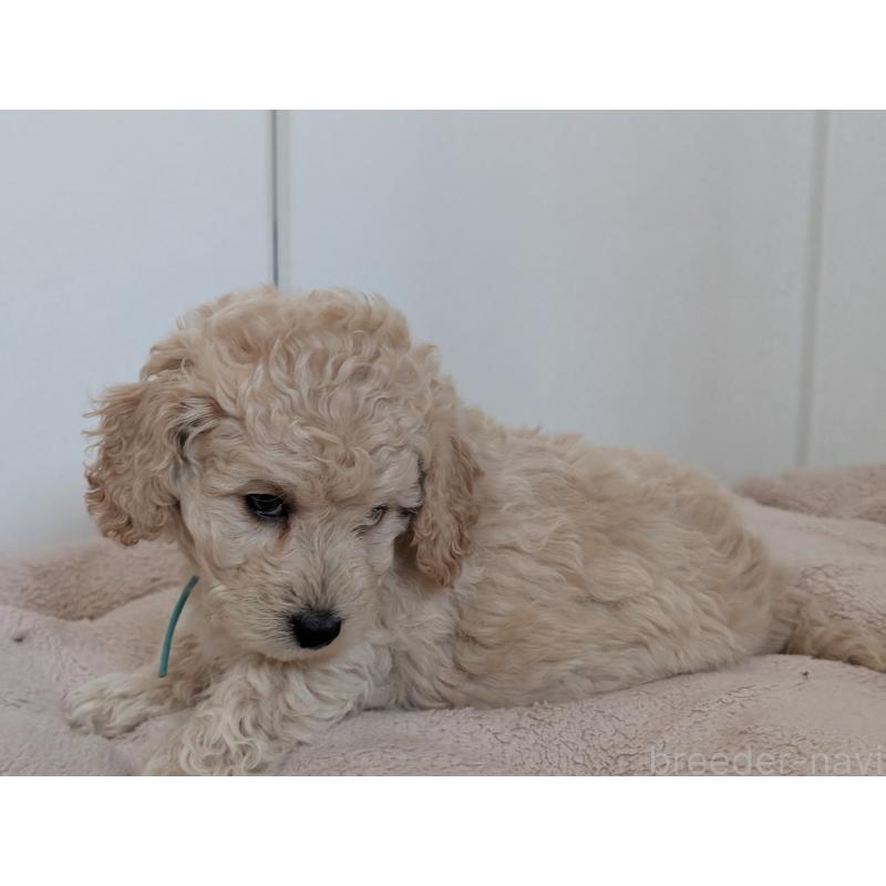 販売中の千葉県のミディアムプードル-442812の9枚目
