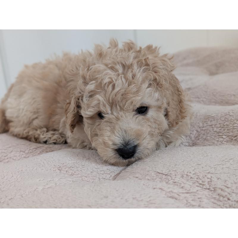 成約済の千葉県のミディアムプードル-442813の11枚目