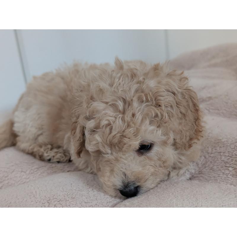 成約済の千葉県のミディアムプードル-442813の9枚目