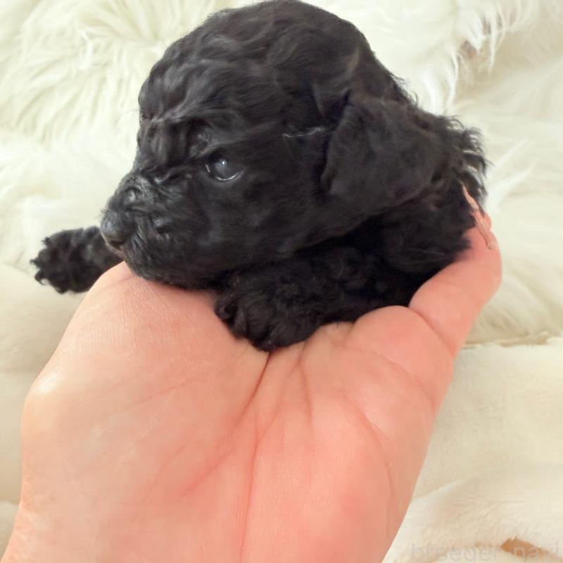 成約済の千葉県のトイプードル-439486の3枚目