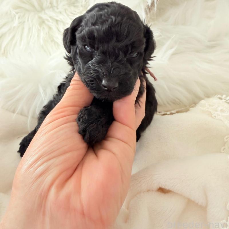 成約済の千葉県のトイプードル-439486の2枚目