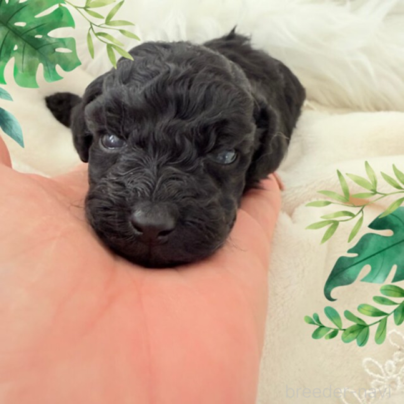 LELEHUA(レレフア）
 

ＬＥＬＥＨＵＡ　はハワイ語です
ハワイの国花にも選ばれているオヒア（ʻŌhiʻa）という木の赤い花（オヒア・レフア）を指し、ハワイの文化や自然を象徴する花です。 

最新の画像や成長記録はInstagram、ブログでご確認ください。

まだ目が開いてないので　ただの黒い塊ですが　よく見るとほかのブラックの子たちとの顔の差がわかりますよ。

 

 

 

 

✨性格
 

 

 

 

⚖️ 体重・サイズ
生まれたときの体重　126グラム

✨健康状態
狼爪切除済
混合ワクチン接種予定
遺伝子検査３種（PRA・vWD・DM）クリア
マイクロチップ挿入予定
※価格には、健康診断、遺伝子検査費用、マイクロチップ挿入費用を含みます。

✨お引き渡し・ご見学について
お引き渡し時期はご相談のうえ決定させていただきます。
見学や動画のご希望もお気軽にお問い合わせください。

 

✨お問い合わせ・見学をご希望の方へ
▶︎ LINEからご連絡いただけます（推奨）
以下の内容をご記入のうえ、お問い合わせください：

お名前
ご住所
ご連絡先
動物の飼育経験
見学希望日
お迎え希望日
▶︎ 見学をご希望の方は[こちら]

▶︎ 出産後はInstagram、TikTok、youtubeにも詳細を掲載していきます

【ご見学についてのお願い】
見学は午前中のみ。「お迎えをご検討中の方」に限らせていただいております
子犬や親犬の体調を最優先に考え、お子様による抱っこはご遠慮ください
接触は最小限にとどめ、スタッフの指示に従ってご見学いただきます
見学はテラスでの短時間対応となります
室内への立ち入りはできません
ご契約の際は、本人確認書類をご持参ください
⏰ 見学日時はご希望に応じて調整可能です。
ご都合の良い日程をいくつかご提示ください。

どうぞよろしくお願いいたします。

LiLico’s

LINEでお問い合わせ
見学申込フォーム

ブログ


生年月日	2025.12.29
性別	女の子
色	ブラック
母親	モアニ
母犬リスト
父親	JKC CH 直子 マッシュ
父親犬リスト
Price
450,000（税込）早期ご案内期間～1/31
Information
早期ご案内期間については、ブログをご覧ください。

 

 

 

生体価格は血統、コートカラー、予想サイズ、などによって生後1か月ごろに決定します。価格決定後も成長に伴い随時変更いたします。ご見学お申込み時点での価格でのご契約になります。

下記費用は生体代金に含まれていますので、別途費用は発生しません。

※健康診断、遺伝子検査費用、マイクロチップ挿入費用

（混合ワクチン1回あたり8800円、狂犬病ワクチン接種費用はご負担ください。）

※当舎出身犬のご家族様に限り、価格について個別にご案内いたします。

最新の画像や成長記録はInstagram、ブログでご確認ください。