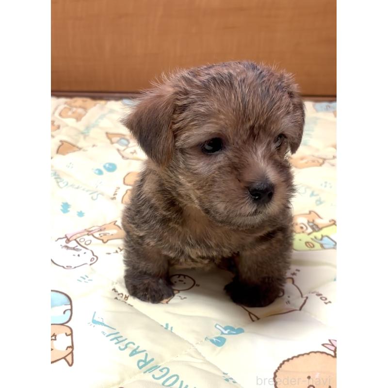 成約済の大阪府のノーフォークテリア-441938の7枚目