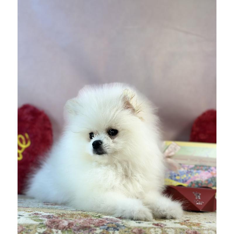 販売中の京都府のポメラニアン-441842の31枚目