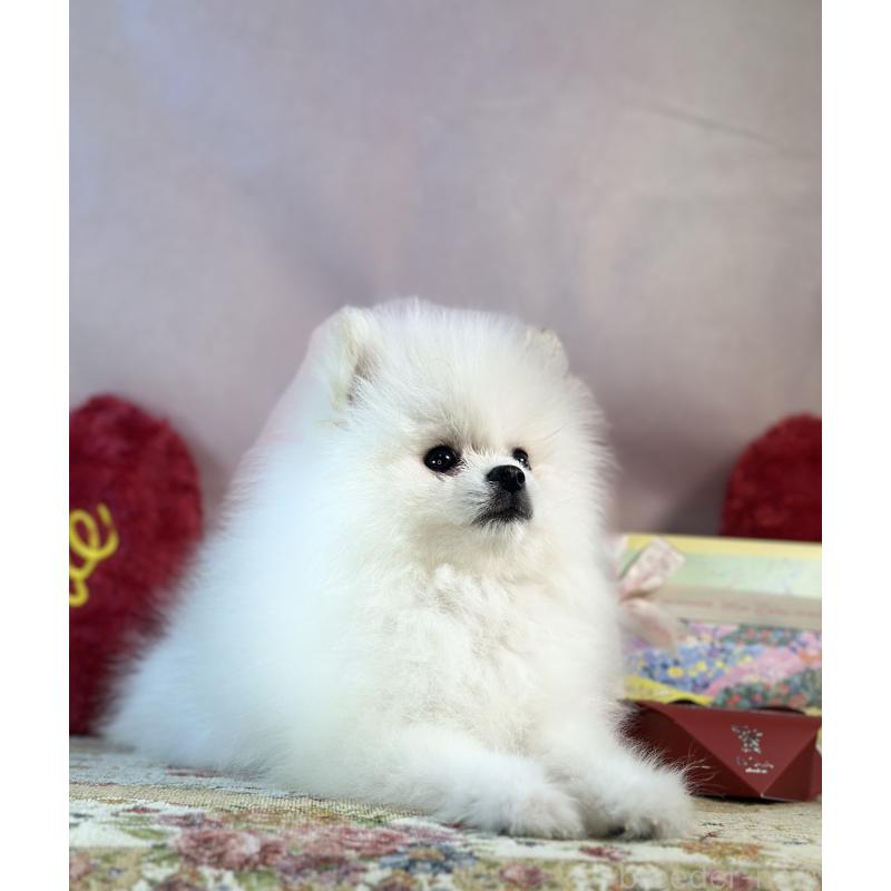 販売中の京都府のポメラニアン-441842の30枚目