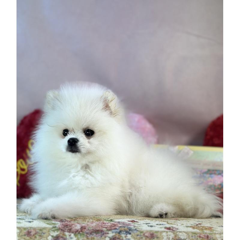 販売中の京都府のポメラニアン-441842の29枚目