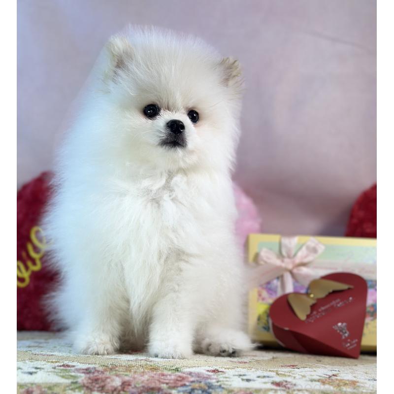 販売中の京都府のポメラニアン-441842の28枚目