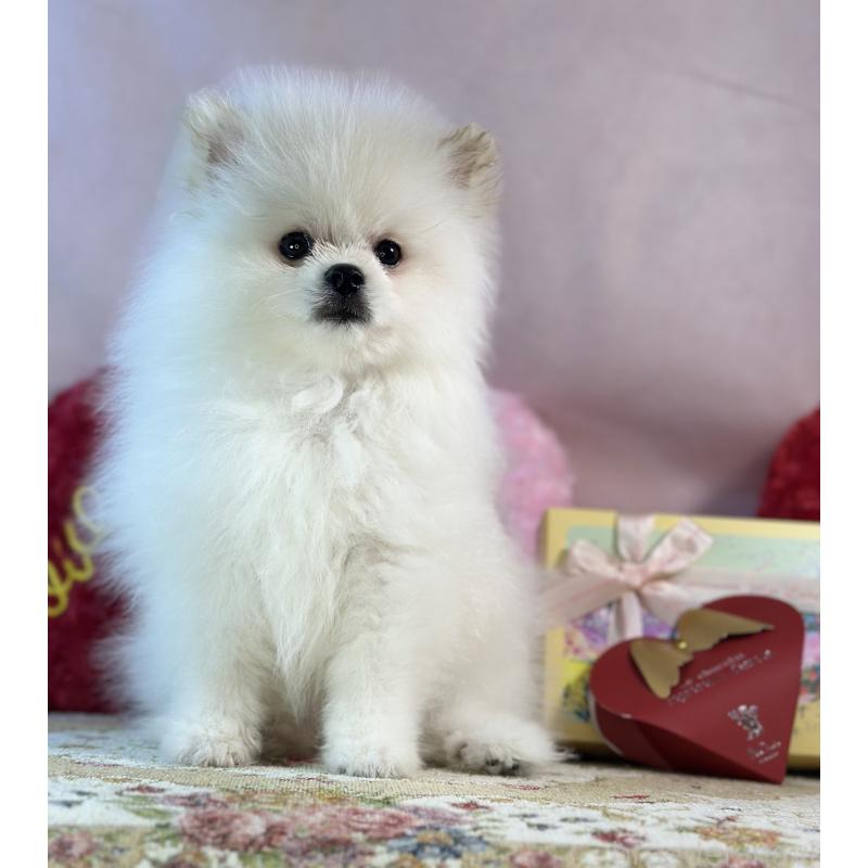 販売中の京都府のポメラニアン-441842の27枚目