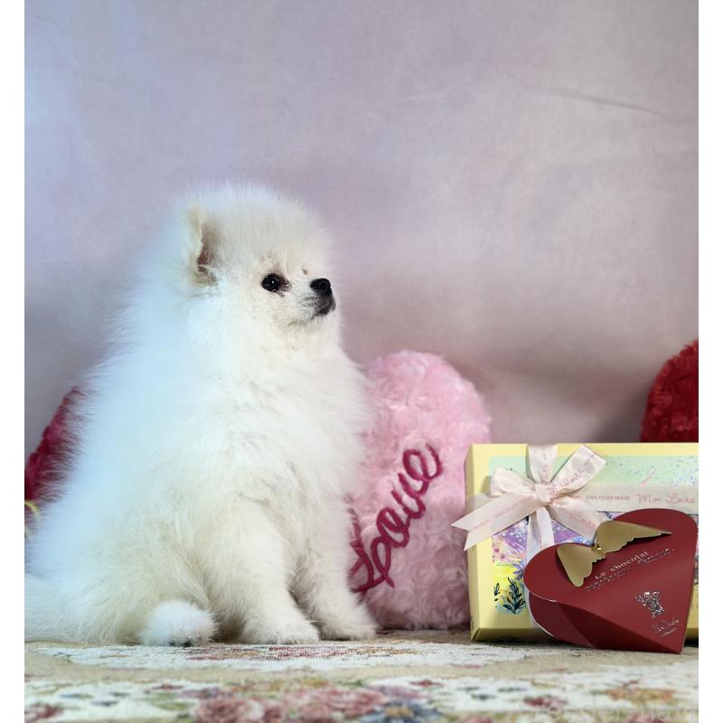 販売中の京都府のポメラニアン-441842の26枚目