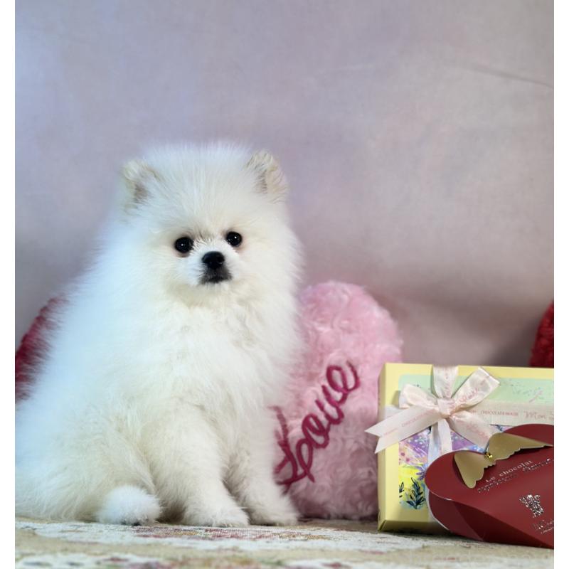 販売中の京都府のポメラニアン-441842の25枚目