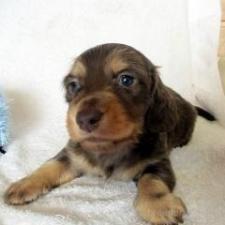 ♀︎ミニチュアダックスフンド(ロングヘアード)