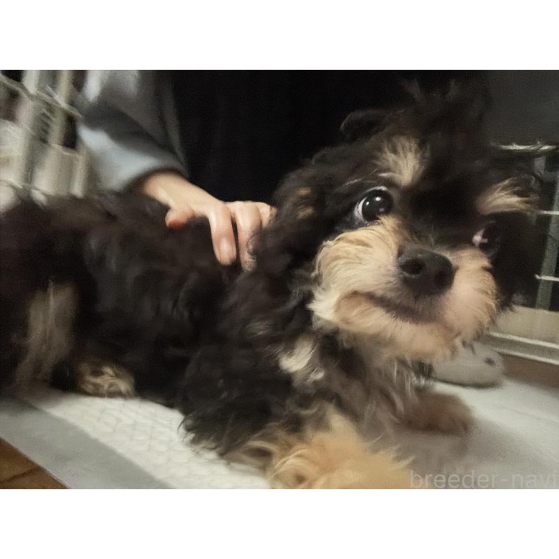 販売中の福井県のチワプー:チワワ×トイプードル-422595の2枚目