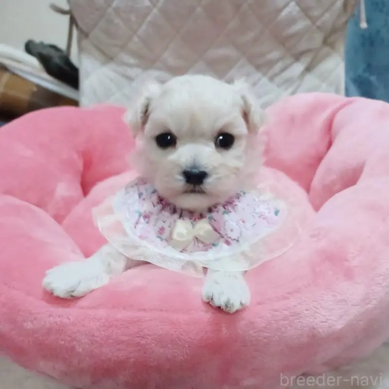 販売中の福岡県のマルプー:マルチーズ×トイプードル-444289の7枚目