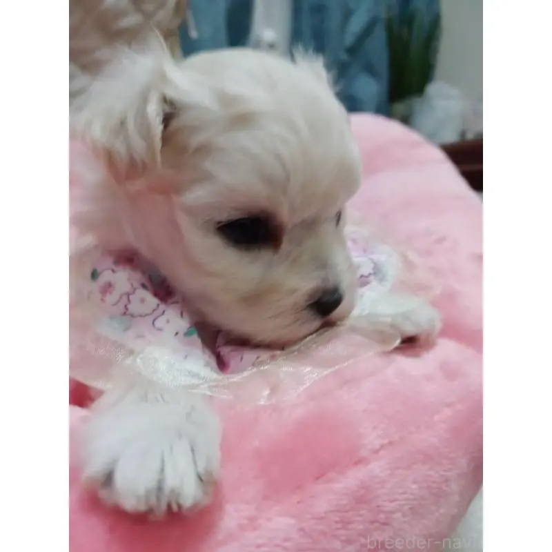 販売中の福岡県のマルプー:マルチーズ×トイプードル-444289の6枚目