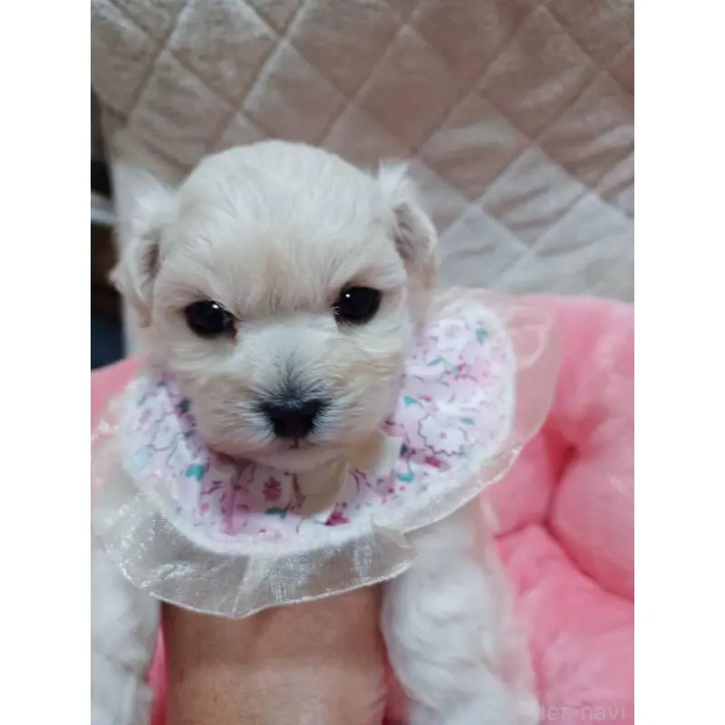 販売中の福岡県のマルプー:マルチーズ×トイプードル-444289の5枚目