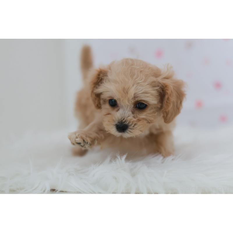 販売中の京都府のタイニープードル-442759の9枚目