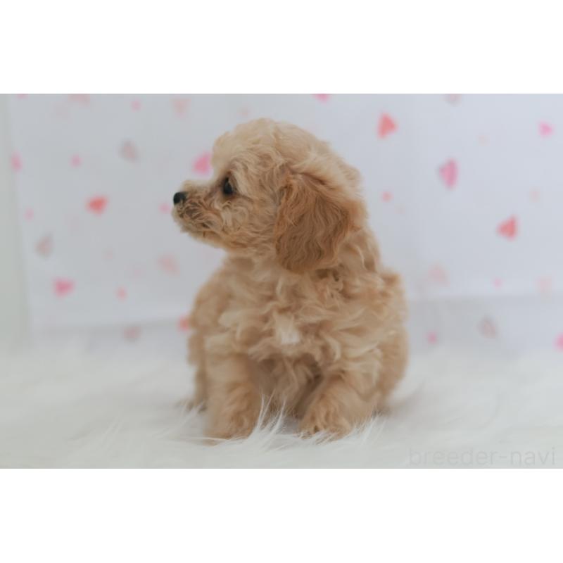 販売中の京都府のタイニープードル-442759の7枚目