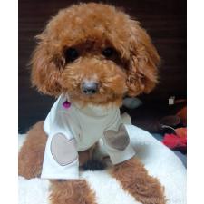 ♀︎タイニープードル