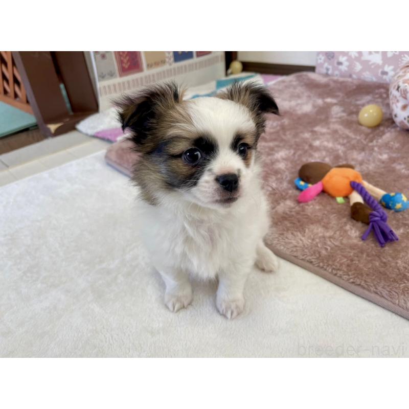 成約済の福岡県のミックス犬-438729の9枚目