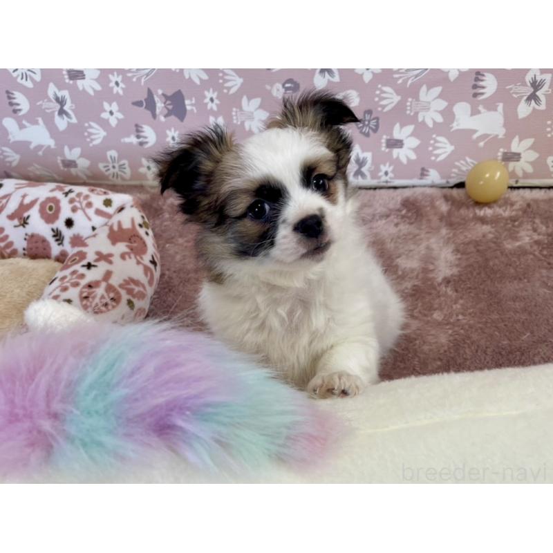 成約済の福岡県のミックス犬-438729の8枚目