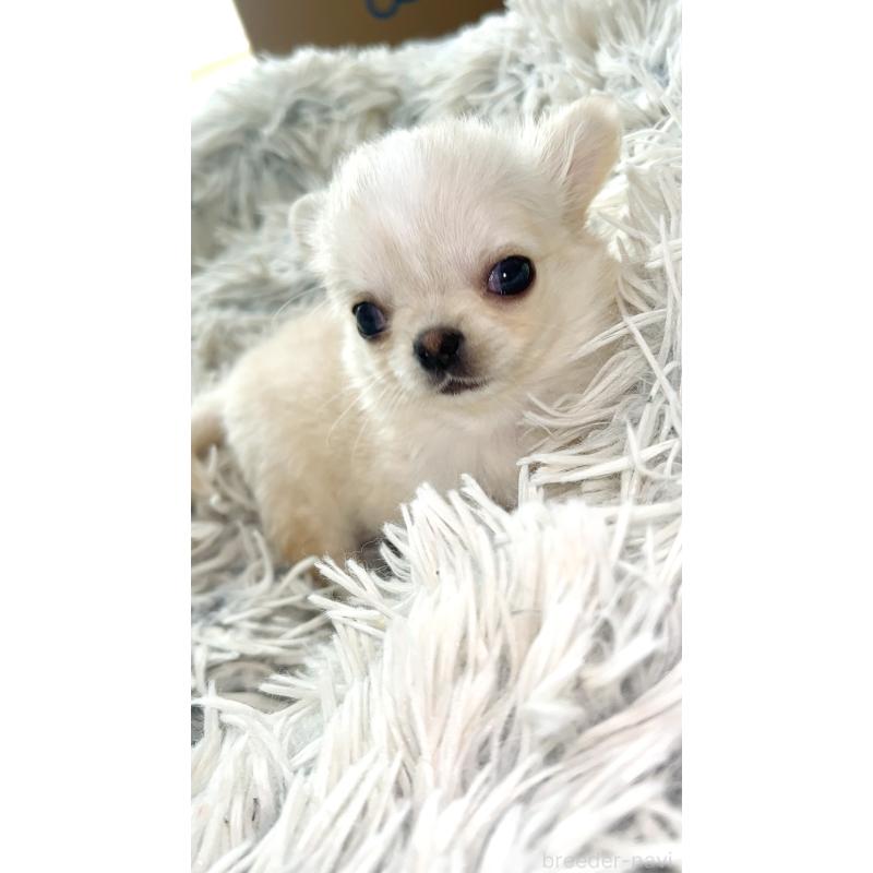 成約済の愛知県のチワワ(ロングコート)-441741の4枚目