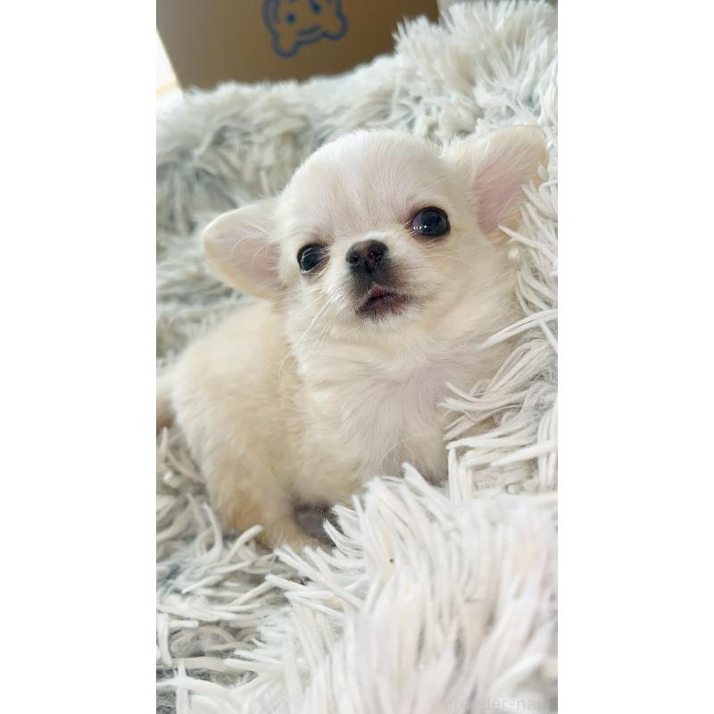 成約済の愛知県のチワワ(ロングコート)-441741の3枚目