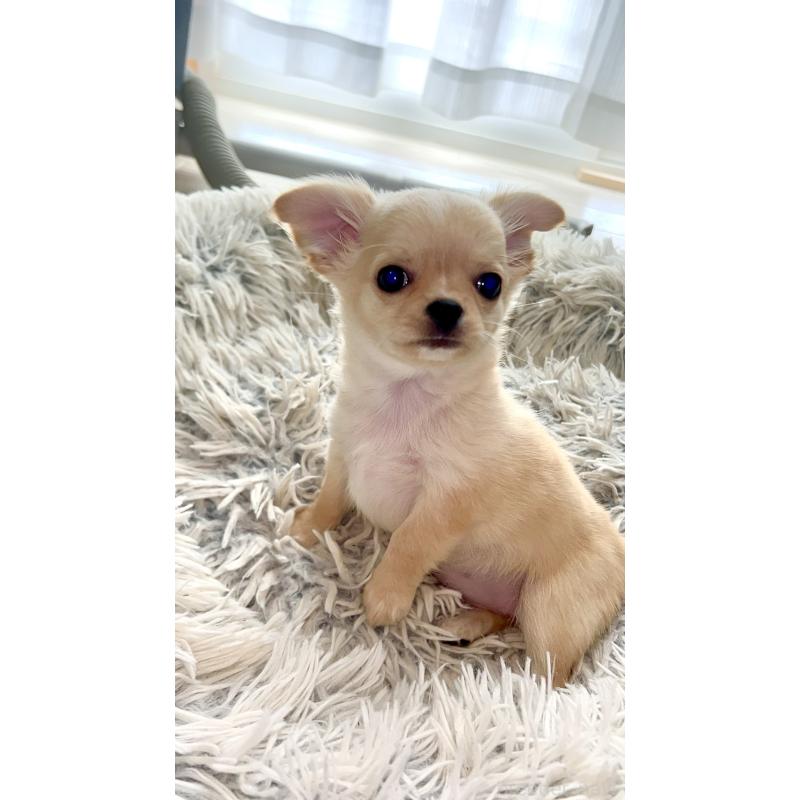 販売中の愛知県のチワワ(ロングコート)-441737の8枚目