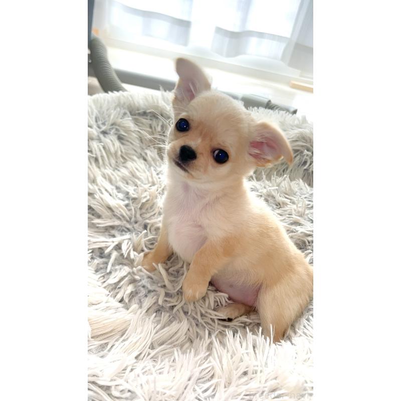 販売中の愛知県のチワワ(ロングコート)-441737の7枚目