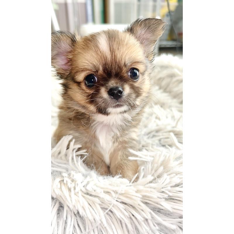 成約済の愛知県のチワワ(ロングコート)-441745の3枚目