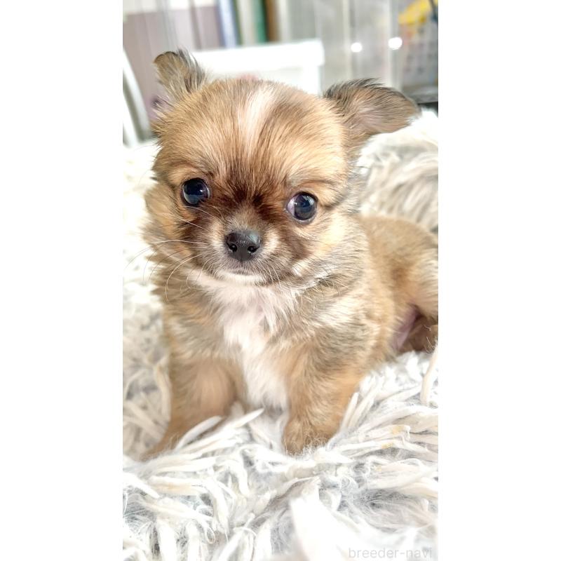 成約済の愛知県のチワワ(ロングコート)-441745の2枚目