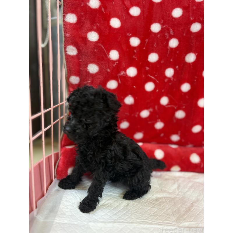 販売中の静岡県のトイプードル-442527の20枚目