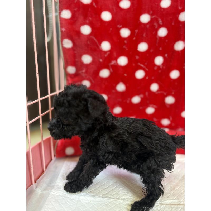 販売中の静岡県のトイプードル-442527の19枚目