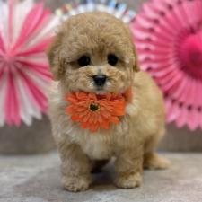 ♀︎タイニープードル