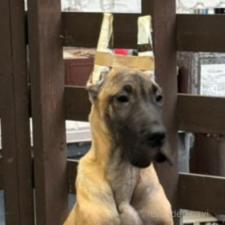 ♀︎グレートデン