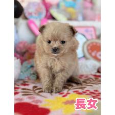 ♀︎ポメプー:ポメラニアン×トイプードル