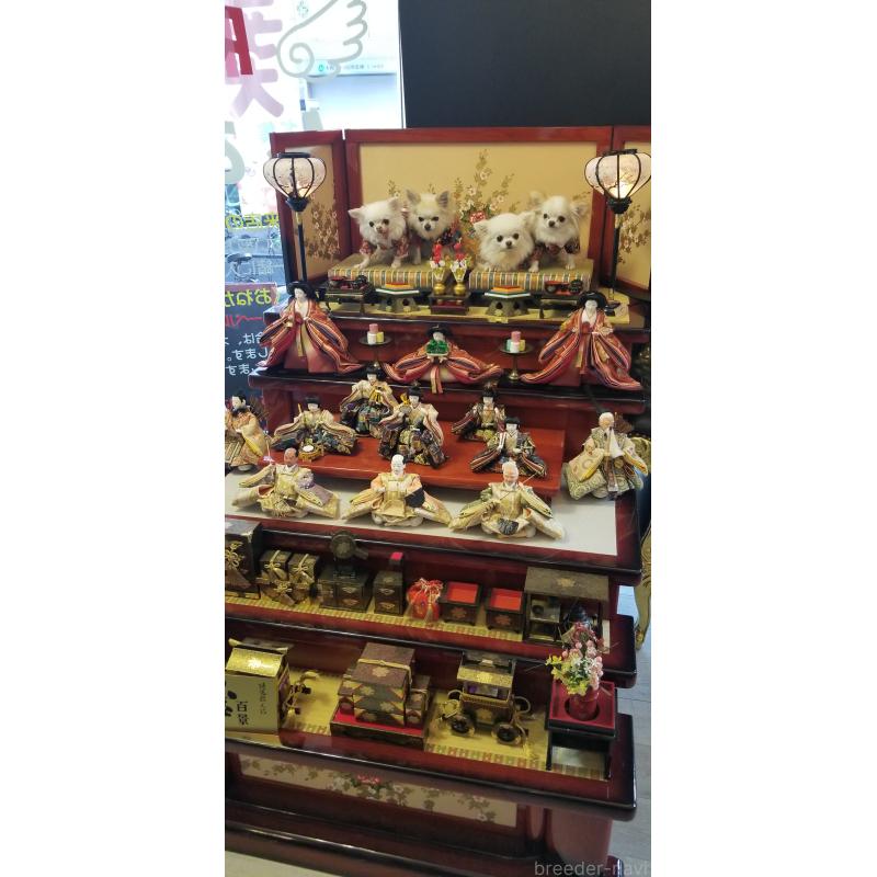 宮本アムロブリーダーの詳細