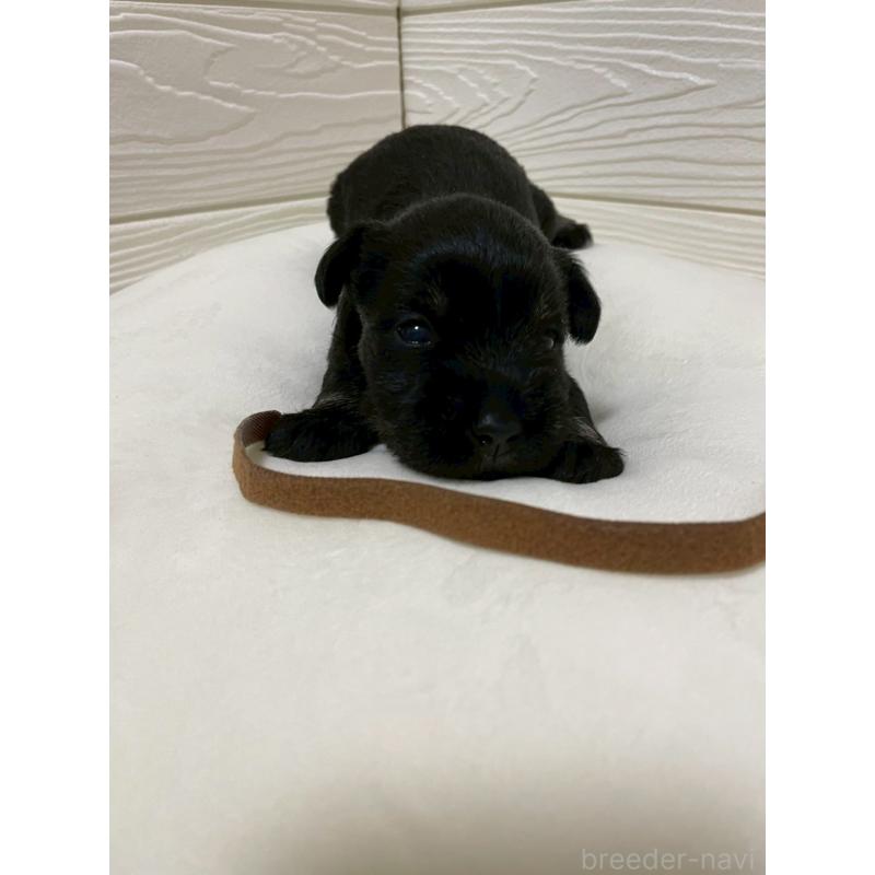 販売中の愛知県のミニチュアシュナウザー-442841の9枚目