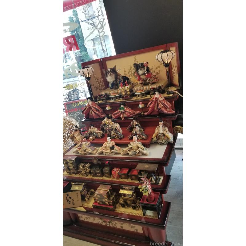 宮本アムロブリーダーの詳細