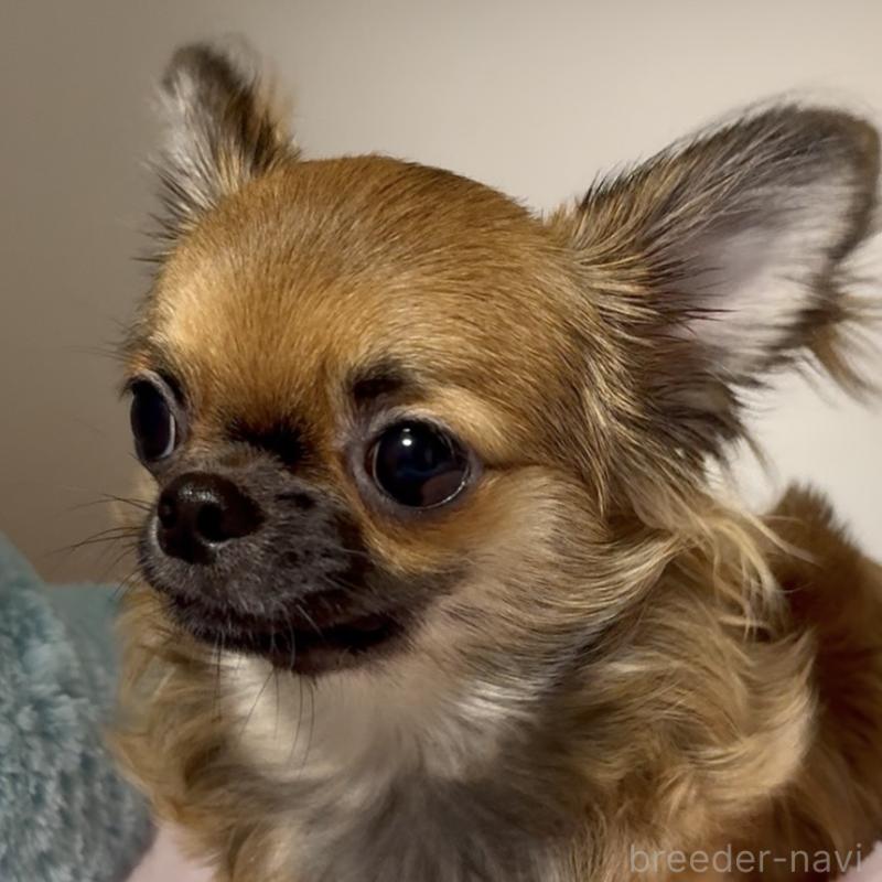 販売中の東京都のチワワ(ロングコート)-414179の5枚目